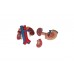 model nerek człowieka z tylnymi organami górnej części brzucha, 3 części - 3b smart anatomy - 1000310 [k22/3] 3b scientific modele anatomiczne 6